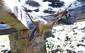 Madagascan Fruit Bat at Peyrieras Reptile Reserve