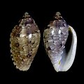 Marginella rosea Gansbaai, S. Africa