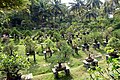 インド・パドマナーバプラムの盆栽ガーデン