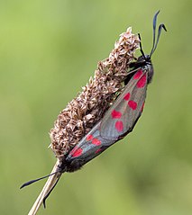 Zygaena filipendulae