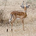 en:Impala