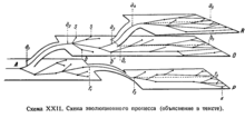 Sewertzoff 1939 evolutionary process.png