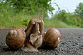 Párenie slimáka záhradného (Helix pomatia)