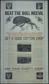 O anuncio "Beat the boll weevil..." ("Vence ao gurgullo do algodoeiro...") da Administración Alimentaria dos EUA, división educativa, sección de anuncios, 1918-1919)