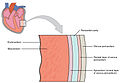 心臓壁の断面図。内側から心内膜、心筋層、心外膜、心膜腔（心膜液の層）、心嚢、線維性心膜