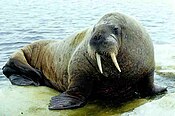 Walrus (Odobenus rosmarus)