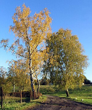 Birkebuumer (Betula) uun a harewst