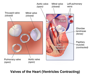 Heart valves during contraction of the ventricles.