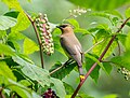 Image 46Cedar waxwing in pokeweed in Prospect Park