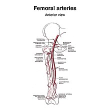 Femoral-artery-grays-illustrations.jpg