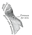 Right nasal bone. Outer surface.