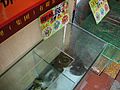 展示於廣州一間餐廳外的活蛇（海豹蛇，疑似為水蛇屬）