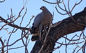 Madagascan harrier-hawk near Mahaboboka