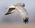 Northern Harrier