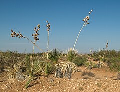 Yucca elata