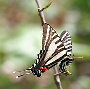 Female P. marcellus laying an egg on common pawpaw