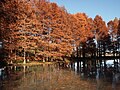 ラクウショウ（落羽松）の紅葉とひょうたん池