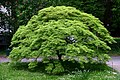 Acer palmatum, Jardin botanique de Münster, Allemagne.