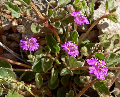 Allionia incarnata — представитель рода Allionia, названного Карлом Линнеем в честь Карло Аллиони