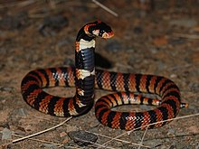 A red and black striped snake with upper body held erect
