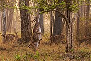 A Chital (Axis axis) stag attempts to browse in the Nagarhole National Park in a region covered by a moderately dense[b] dry deciduous teak forest.[6]