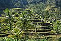 Le terrazze di un subak di Tegalalang, Gianyar tra i più noti del sistema di irrigazione balinese e di venerazione del culto della dea.