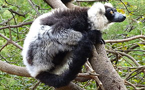 Black-and-white ruffed lemur at Lemurs' Park