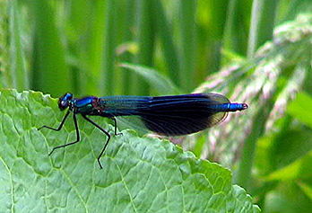 Le caloptéryx éclatant (Calopteryx splendens), une demoiselle bleue. (définition réelle 477 × 325*)