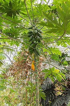 Un papayer du jardin botanique de Lyon. (définition réelle 2 285 × 3 428)