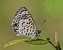 Cassius blue Leptotes cassius theonus