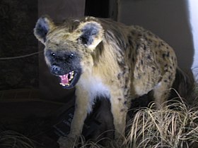Reconstituição da hiena-das-cavernas