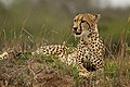 24. Nőstény gepárd (Acinonyx jubatus) (KwaZulu-Natal, Dél-Afrika) (javítás)/(csere)