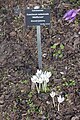 Colchicum autumnale 'Album'