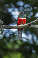 Trogon collaris