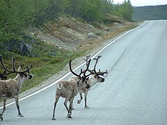 Elur-oreinak errepidean