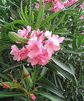 Nerium oleander