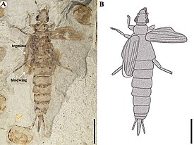 Sinopalaeodermata concavum