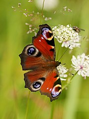 Beautiful butterfly, photo by Friedrich Böhringer, Featured photo on Wikimedia Commons