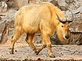 Goldtakin (Budorcas bedfordi)