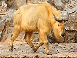黃金羚牛（英语：Golden takin）