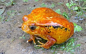 Tomato frog at Peyrieras Reptile Reserve