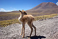 Vicugna vicugna iuvenis in Atacama Desertis (2014)