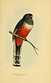 Trogon curucui