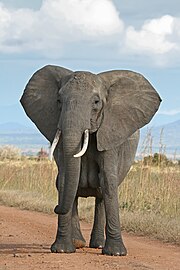 अफ़्रीकी हाथी