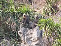 Trachypithecus poliocephalus au Parc National de Cát Bà, Viêt Nam.