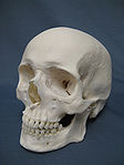 Den mänskliga skallen är en världsomspännande symbol för döden.