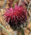 Centaurea redempta