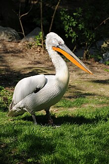 Photograph of a pelican standing on grass
