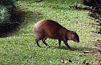 „Cotuza“ im botanischen Garten „Plan de la Laguna“