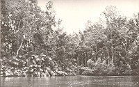 Mangrove längs med Kongofloden.